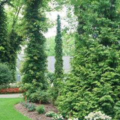 Sting® Arborvitae ~ Thuja occidentalis 'SMNTOO' G3