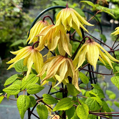 FUNYELLA® Clematis ~ Clematis x 'Golden Dream' G1