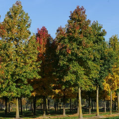 American Sweet Gum ~ Liquidambar styraciflua G3