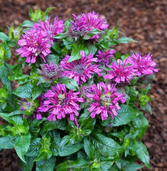 Pocahontas™ Purple Rose Bee Balm ~ Monarda didyma 19CM