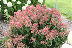 Little Quick Fire® Panicle Hydrangea ~ Hydrangea paniculata 'SMHPLQF' G3