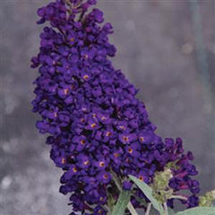 Buzz™ Midnight Butterfly Bush ~ Buddleja davidii 'TOBUDMIDNII' G3
