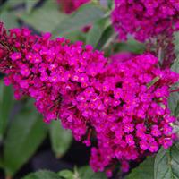 Buzz™ Hot Raspberry Butterfly Bush ~ Buddleja davidii 'Hot Raspberry' G3