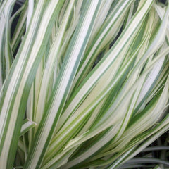 Lightning Strike Feather Reed Grass ~ Calamagrostis hybrid 'Lightning Strike' G3