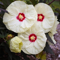 Summerific® French Vanilla Rose Mallow ~ Hibiscus x G2