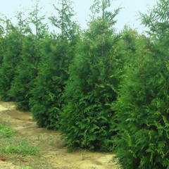 Junior Giant Arborvitae ~ Thuja x plicata 'Junior Giant' G1