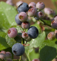 Patriot Blueberry ~ Vaccinium corymbosum 'Patriot' 19CM