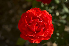 True Bloom™ True Passion Hybrid Tea Rose ~ Rosa 'LIM10' G2