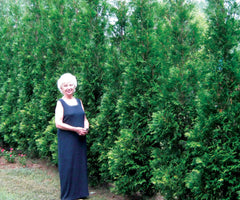 FULL SPEED A HEDGE® American Pillar Arborvitae ~ Thuja occidentalis G1