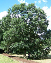 Swamp White Oak ~ Quercus bicolor G3