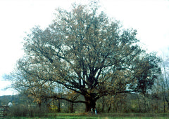 White Oak ~ Quercus alba G3