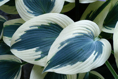 Blue Ivory Plantain Lily ~ Hosta 'Blue Ivory' 19CM
