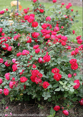 Oso Easy Double Red® Rose ~ Rosa x 'Meipeporia' G1