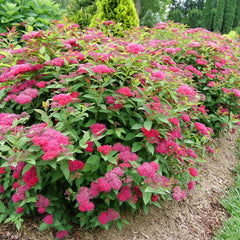 Double Play Doozie® Spirea ~ Spirea x G1