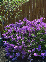 Bloomerang® Dark Purple Reblooming Lilac ~ Syringa x 'SMSJBP7' G1