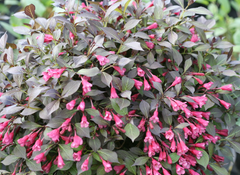 Midnight Wine Shine® Weigela ~ Weigela florida 'SMNWFMS' G1