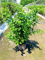 FIJI™ Rose of Sharon ~ Hibiscus syriacus 'Minspot' G2