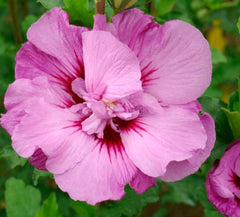 TAHITI™ Rose of Sharon ~ Hibiscus syriacus 'Mineru' G2