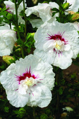 BALI™ Rose of Sharon ~ Hibiscus syriacus 'Minfren' G2