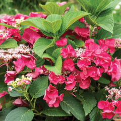 Cherry Explosion™ Hydrangea ~ Hydrangea macrophylla 'McKay' G2