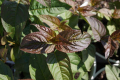 Kodiak® Black Dwarf Bush Honesuckle ~ Diervilla rivularis 'SMNDRSF' G1