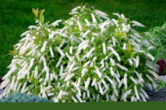 Little Henry® Sweetspire ~ Itea virginica 'Sprich' G1
