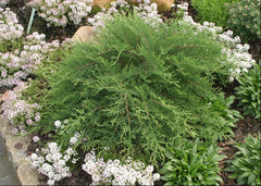Celtic Pride® Siberian Cypress ~ Microbiota decussata 'Prides' G1