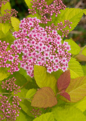 Double Play Big Bang® Spirea ~ Spirea x G1
