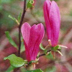 Susan Magnolia ~ Magnolia x 'Susan' G3