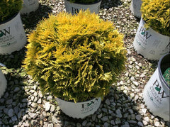 Anna's Magic Ball® Arborvitae ~ Thuja occidentalis G2