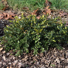Flat-tery™ Boxwood ~ Buxus x ‘Prostrate3’ G2 10"