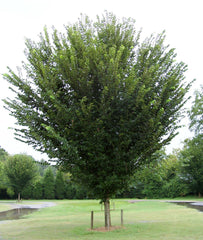 Princeton Elm ~ Ulmus americana 'Princeton' G3