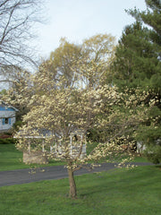 Flowering Dogwood ~ Cornus florida  G3