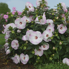 Summerific® Ballet Slippers Rose Mallow ~ Hibiscus x G1