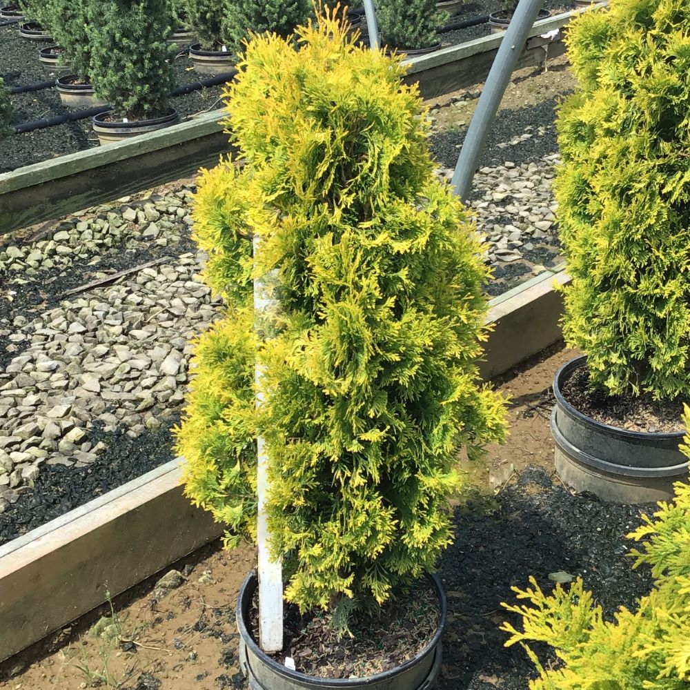 Amber Gold Arbovitae ~ Thuja occidentalis 'Jantar' G1