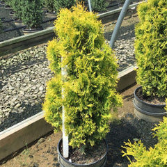 Amber Gold Arbovitae ~ Thuja occidentalis 'Jantar' G1