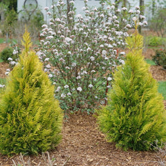 Fluffy® Western Arborvitae ~ Thuja plicata 'SMNTPGF' G3