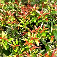 ReJoyce Coast Leucothoe ~ Leucothoe axillaris 'Rejoyce' G2