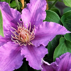 Bijou™ Clematis ~ Clematis x 'Evipo030' 17CM