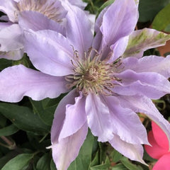 Filigree Clematis ~ Clematis x 'Evipo029' 17CM