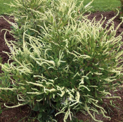 Summer Sparkler Summersweet ~ Clethra alnifolia 'Novacleein' G3