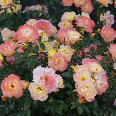 Oso Easy Italian Ice® Rose ~ Rosa x 'CHEWNICEBELL' G2