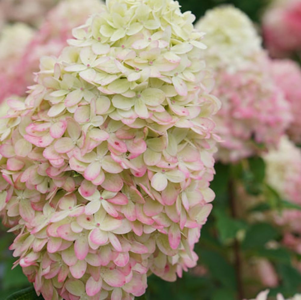 Limelight Prime® Panicle Hydrangea ~ Hydrangea paniculata 'SMNHPPH' G1 TREE