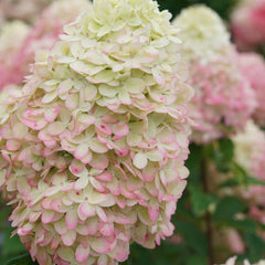 Limelight Prime® Panicle Hydrangea ~ Hydrangea paniculata 'SMNHPPH' G1 TREE