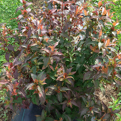 Kodiak® Red™ Bush Honeysuckle ~ Diervilla splendens 'G2X885411' G3