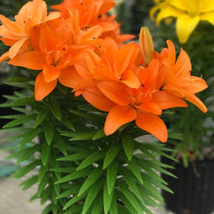 Lily Looks™ Tiny Double Dutch Lily ~ Lilium asiatic 'Tiny Double Dutch' 19CM