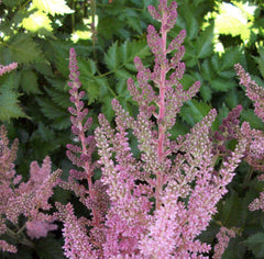Vision in Pink Astilbe ~ Astilbe chinensis 'Vision in Pink' 19CM