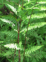 Lady In Red Fern ~ Athyrium filix-femina 'Lady in Red' 19CM
