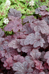 Plum Pudding Coral Bells ~ Heuchera x 'Plum Pudding' 19CM