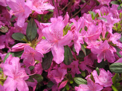 Karen Azalea ~ Rhododendron x 'Karen' 19CM